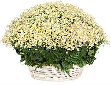 Цветочная композиция из Ромашки в корзине #REPLACE_PRED# Стеблево